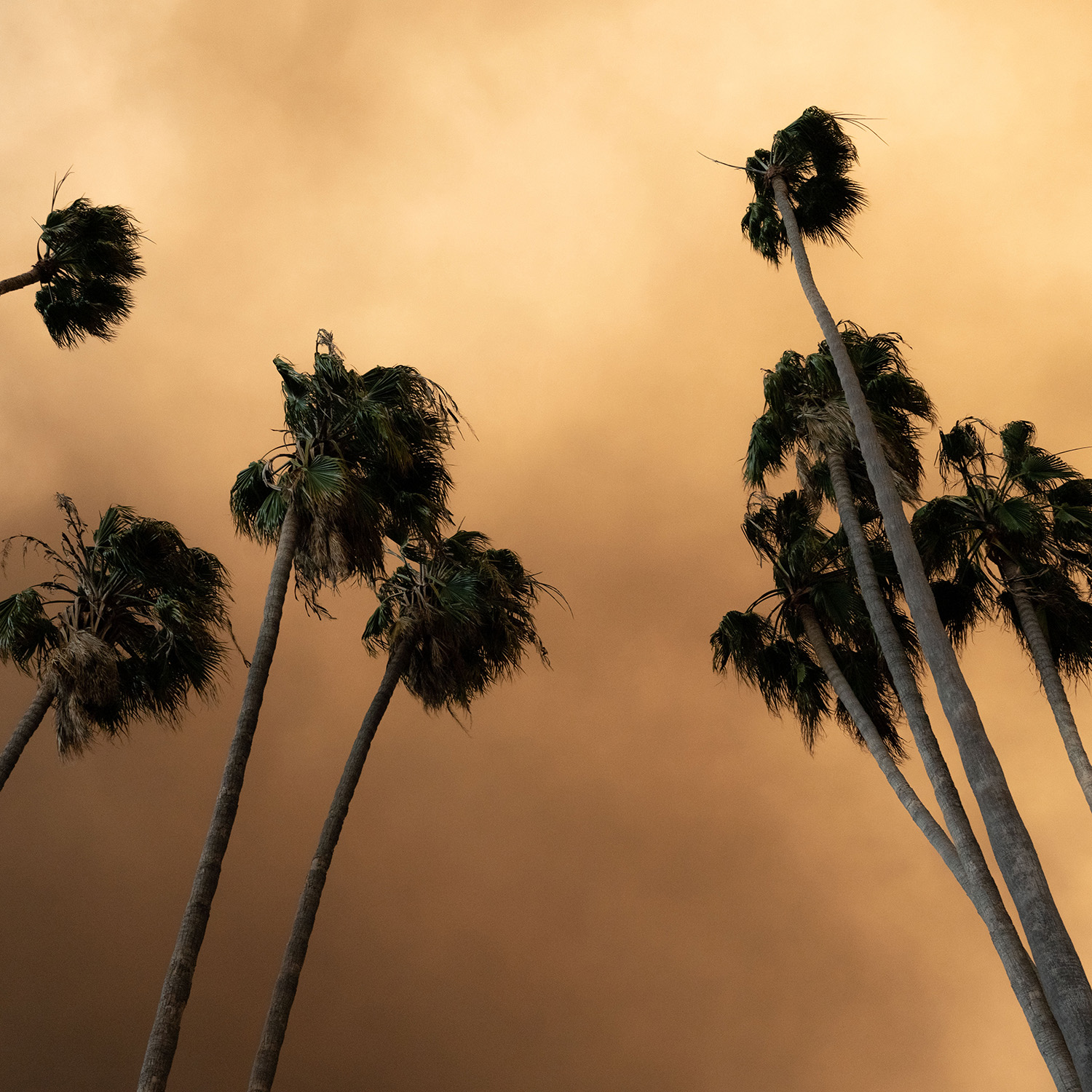 Palm trees against a fire-tinted orange sky